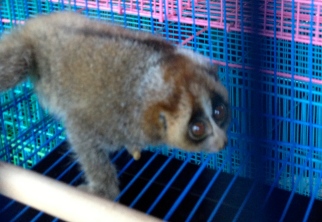 The slow loris, and endangered primate, in the Jakarta Bird Market